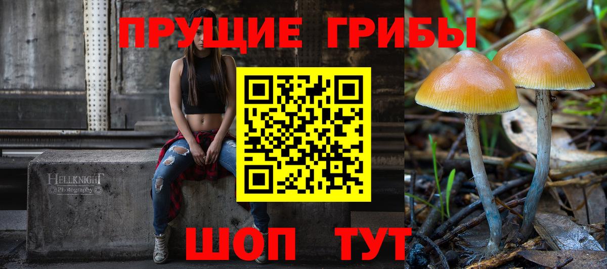 Галлюциногенные грибы Psilocybe Кисловодск