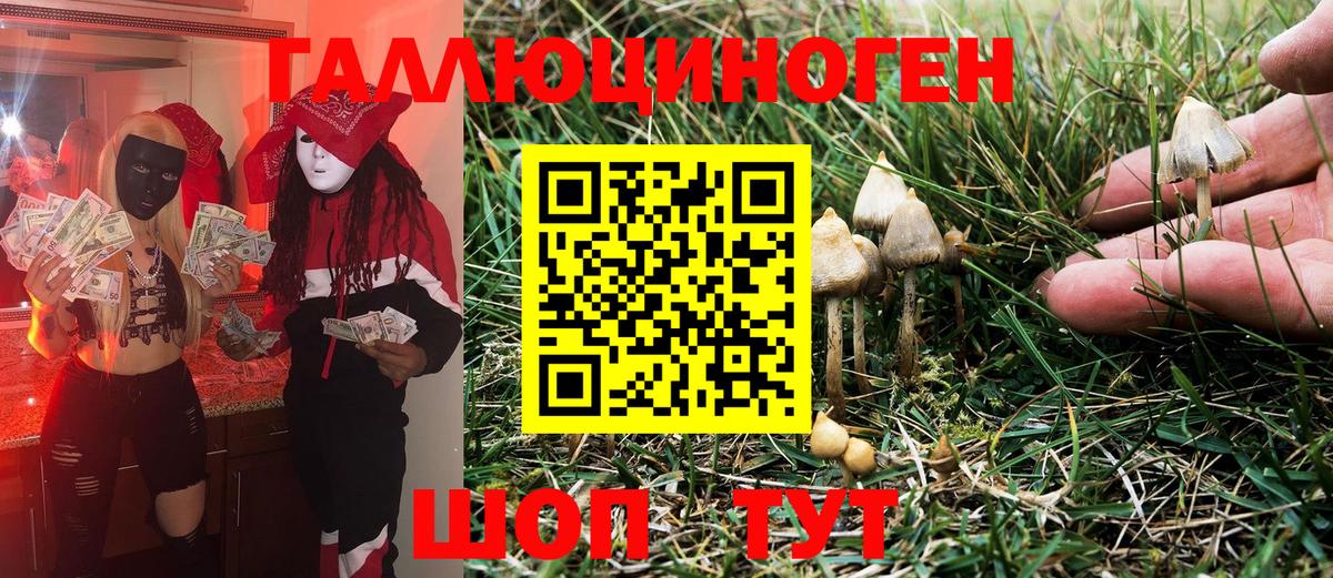 Псилоцибиновые грибы Psilocybe  Галлюциногенные грибы Psilocybe  Кисловодск 